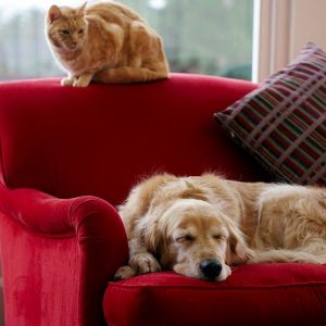 Should you allow pets in your investment property?